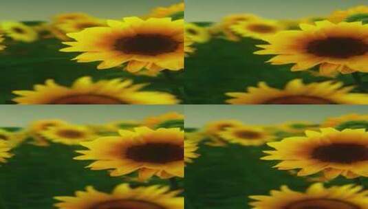 傍晚日落时种植园里的许多亮黄色大向日葵高清在线视频素材下载