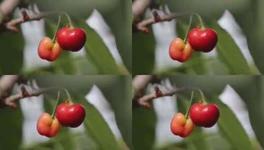 火红的樱桃高清在线视频素材下载