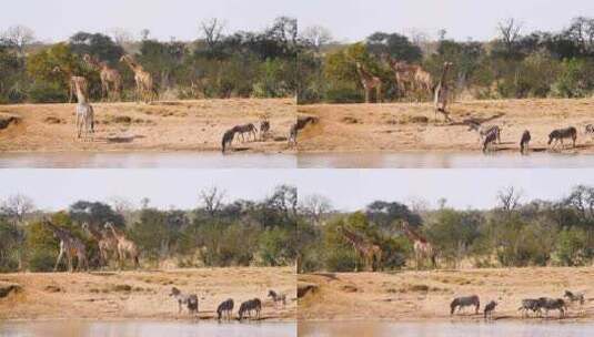 南非克鲁格国家公园的长颈鹿和平原斑马高清在线视频素材下载