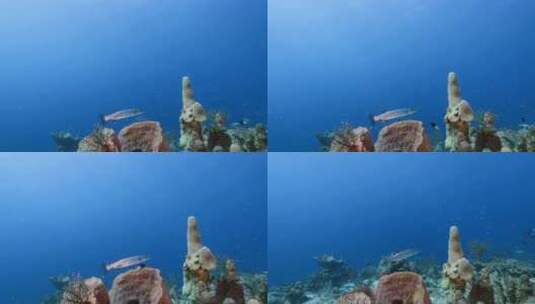 珊瑚礁游动的鱼群【4K】高清在线视频素材下载
