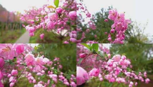 桃花花林高清在线视频素材下载