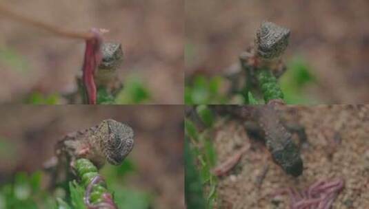 野生保护动物鄂蜥高清在线视频素材下载