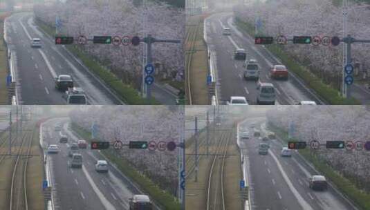 清晨樱花盛开时节苏州城市道路樱花大道美景高清在线视频素材下载