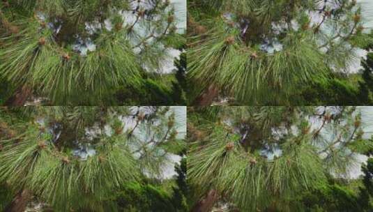松针松叶松树森林4050高清在线视频素材下载