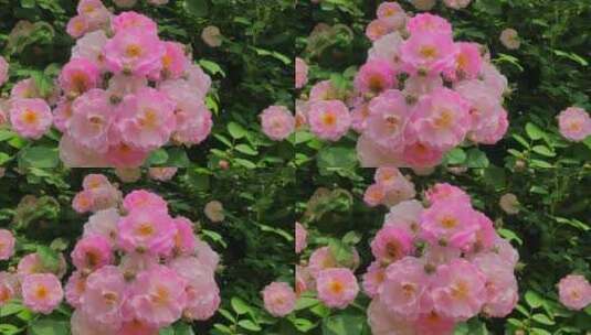 苏州园博园花卉拍摄高清在线视频素材下载
