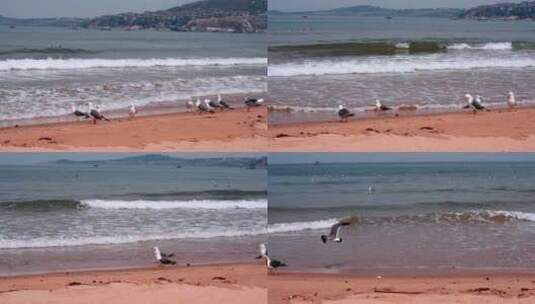 海滩沙滩上的海鸥高清在线视频素材下载