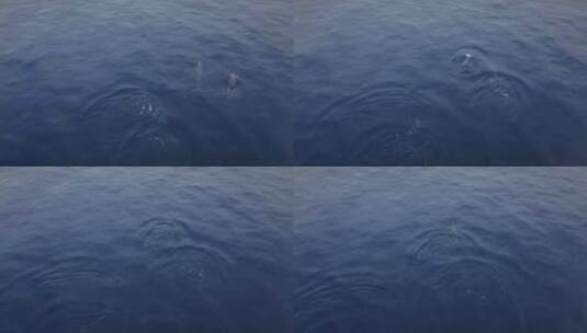 海洋中的海豚在豆荚中游泳蓝色的海水高清在线视频素材下载