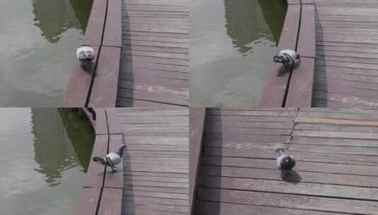 4k实拍池塘边的鸽子高清在线视频素材下载