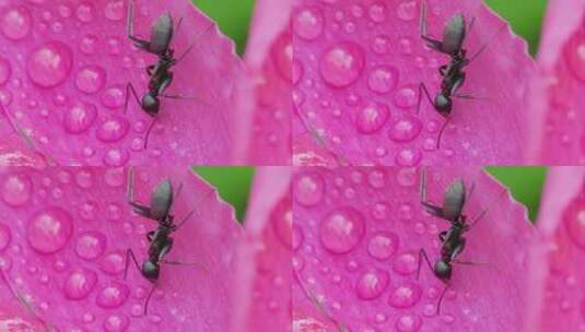 大蚂蚁在芍药花瓣上爬行的微距升格特写高清在线视频素材下载