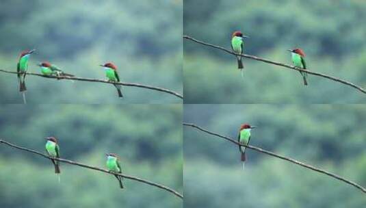中国最美丽的小鸟-----蓝喉蜂虎高清在线视频素材下载