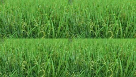 水稻稻田稻穗吹动高清在线视频素材下载