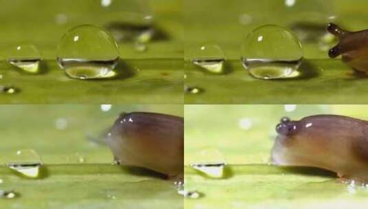 特写蜗牛触碰到水珠高清在线视频素材下载