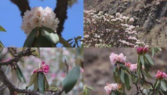 高原杜鹃花高清在线视频素材下载