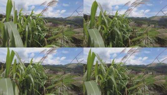 蓝天下湘南农村石桥上的芦苇草高清在线视频素材下载