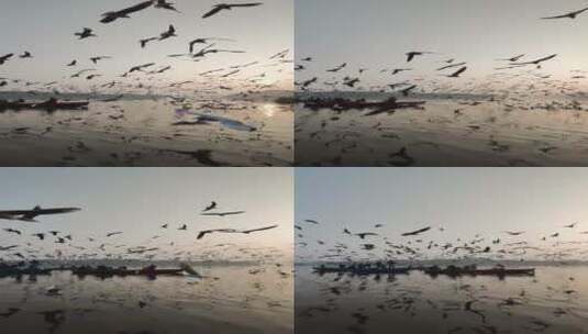一群海鸥飞过一片水域高清在线视频素材下载