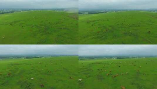 牛群吃草航拍高清在线视频素材下载