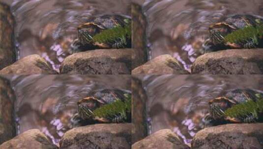 爬行的乌龟高清在线视频素材下载