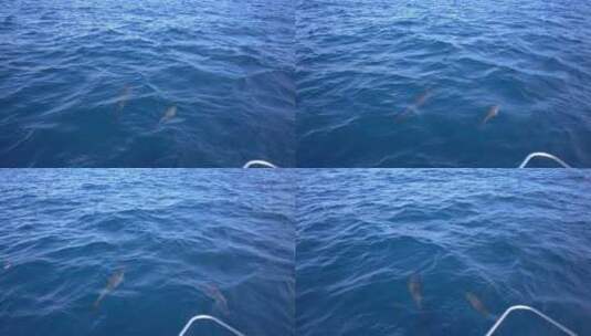 海豚在船旁游泳高清在线视频素材下载