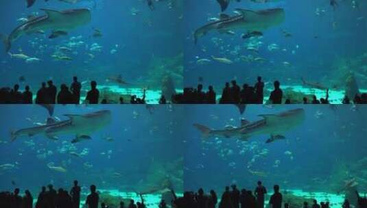 游客们观看水族馆的鱼群高清在线视频素材下载