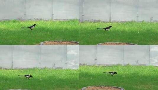 公园草坪上觅食嬉戏的灰喜鹊高清在线视频素材下载