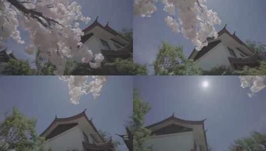 丽江纳西族园林传统建筑文化阳光洒进樱花高清在线视频素材下载