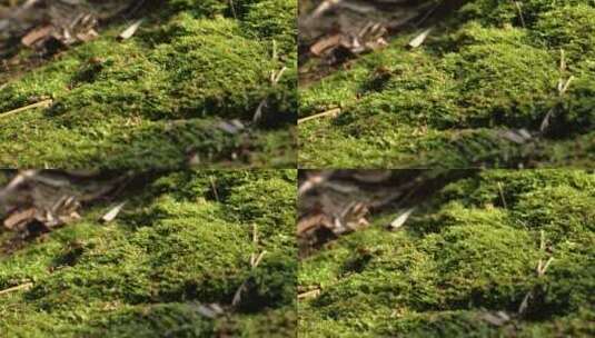 枯木逢春春天森林里的生机细节特写高清在线视频素材下载