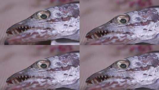 新鲜带鱼鱼鳞鱼眼睛特写高清在线视频素材下载