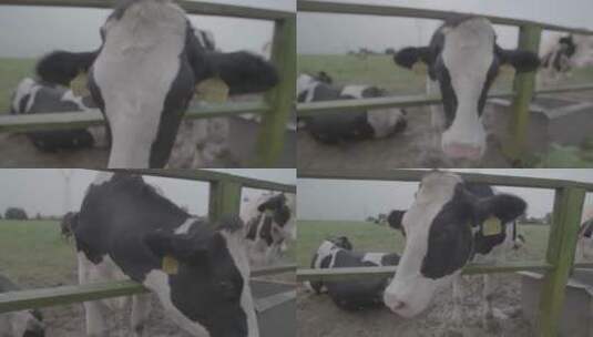 奶牛养殖LOG视频素材高清在线视频素材下载