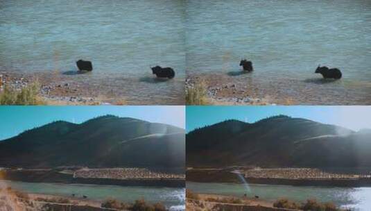 秋季青藏高原清澈河水里的牦牛高清在线视频素材下载