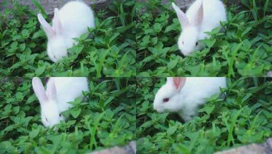 可爱的小白兔在草丛中吃草高清在线视频素材下载
