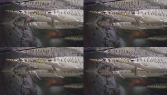 稀有针鱼梭鱼热带鱼观赏鱼高清在线视频素材下载