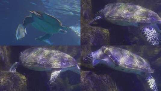 【镜头合集】深海海龟乌龟水龟海底高清在线视频素材下载
