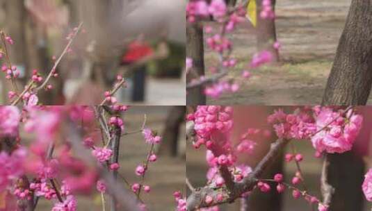 【镜头合集】天气回暖梅花桃花花蕾花苞花高清在线视频素材下载