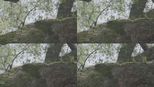 大樟树树干特写高清在线视频素材下载