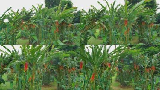 热带植物金嘴蝎尾蕉高清在线视频素材下载