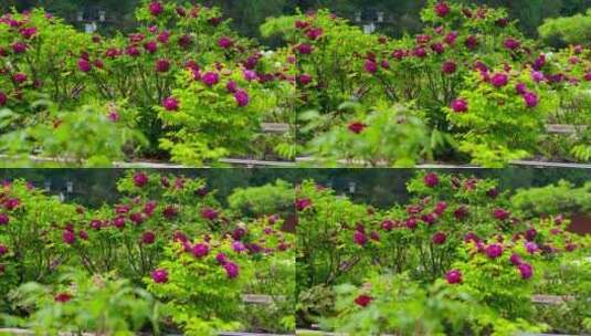 景山公园 牡丹花 花圃 鲜花 国色天香高清在线视频素材下载