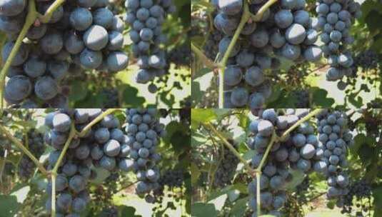 葡萄丰收高清在线视频素材下载