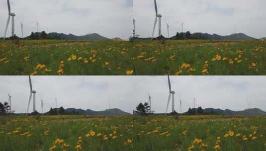 户外自然风光花卉新能源风力发电机高清在线视频素材下载