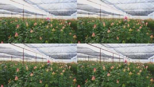 玫瑰花种植基地航拍高清在线视频素材下载