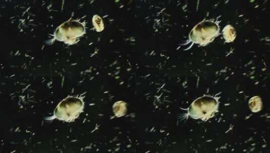 显微镜下的浮游生物，介形虫3高清在线视频素材下载
