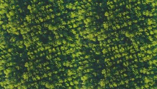 航拍绿色树林全景景观高清在线视频素材下载