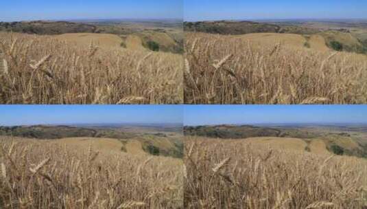 新疆江布拉克麦田小麦麦穗近距离特写高清在线视频素材下载