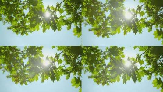 在夏日的阳光下，橡树树叶下高清在线视频素材下载