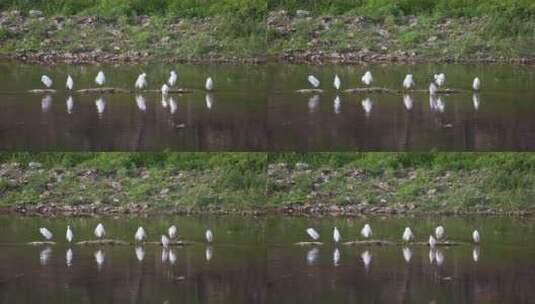 矗立在水中的白鹭高清在线视频素材下载