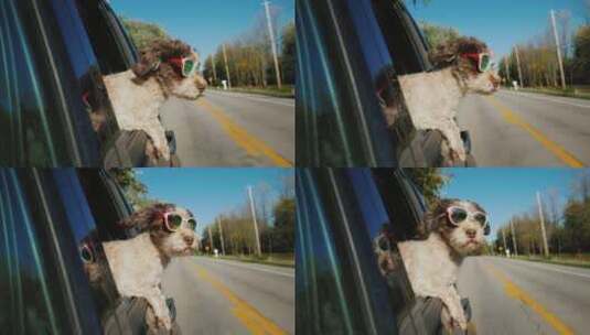 狗狗戴着墨镜趴在车窗看风景高清在线视频素材下载