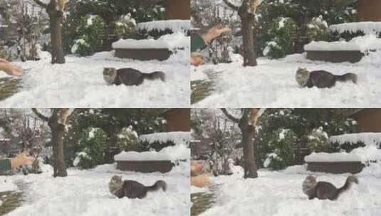 慢动作 猫捉雪球高清在线视频素材下载