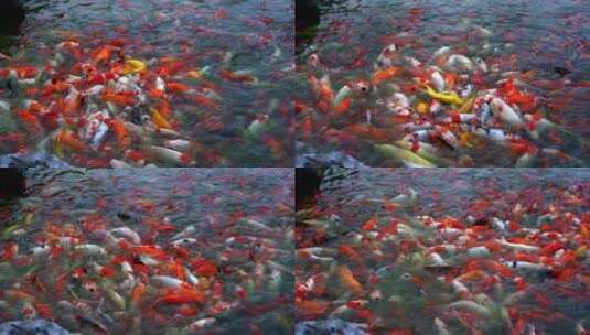 池塘中的锦鲤高清在线视频素材下载