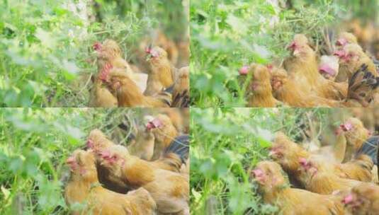 养鸡场散养鸡跑山鸡北京油鸡鸡觅食高清在线视频素材下载