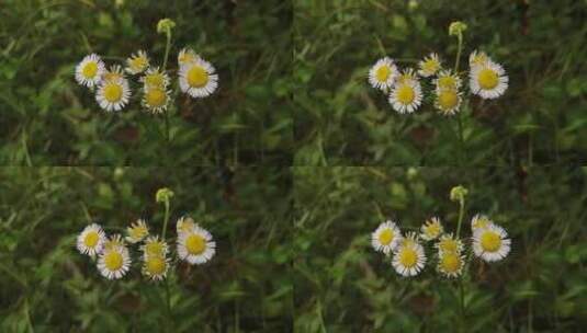 小清新花朵高清在线视频素材下载