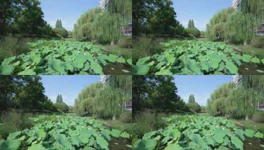 武汉青山区武丰闸湿地公园高清在线视频素材下载